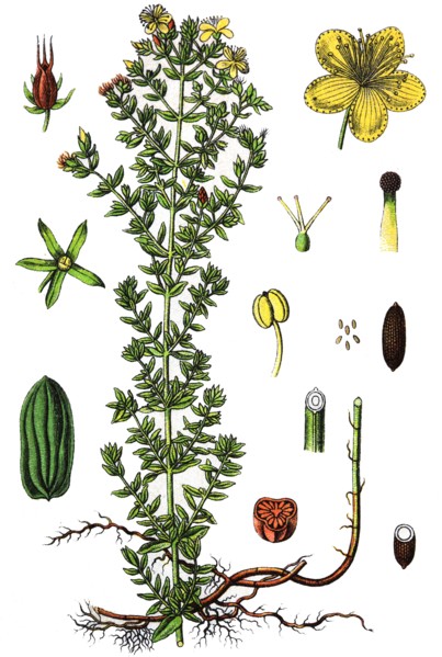 St john's wort