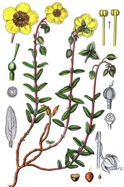 Common rockrose