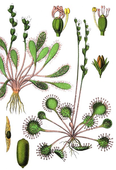 Common sundew