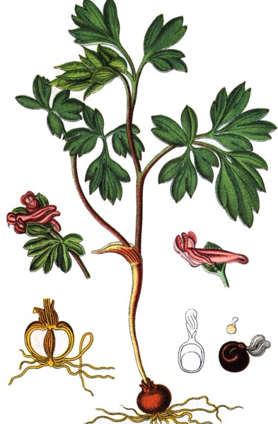 Middle corydalis