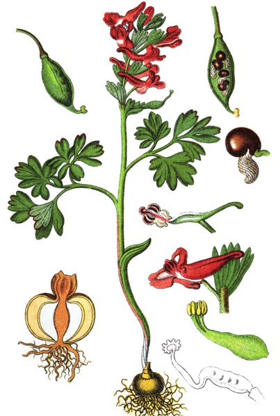 Corydalis solida