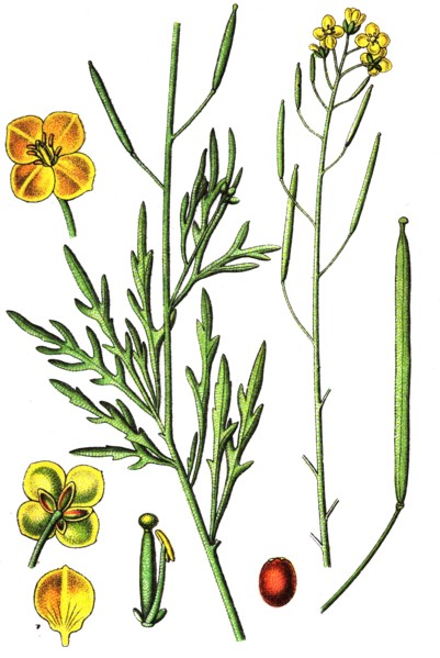 Perennial wall-rocket