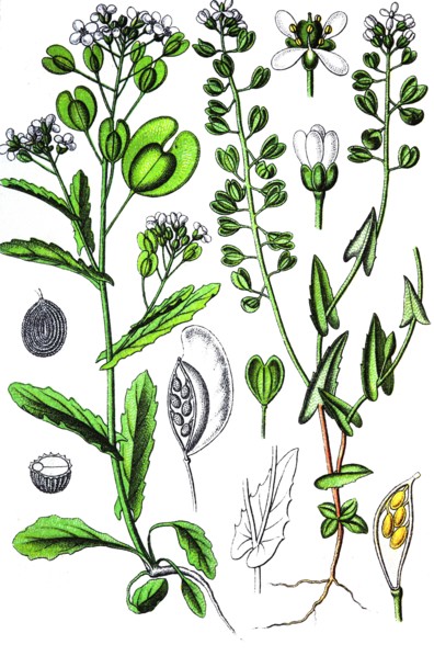 Field penny-cress, right:  cotswold pennycress