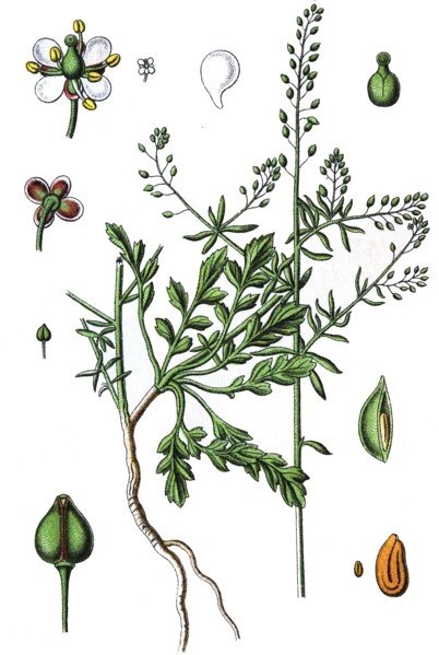tall pepperwort