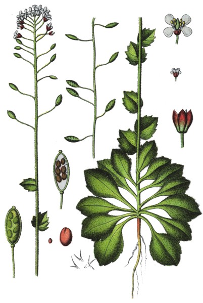 Wall whitlowgrass