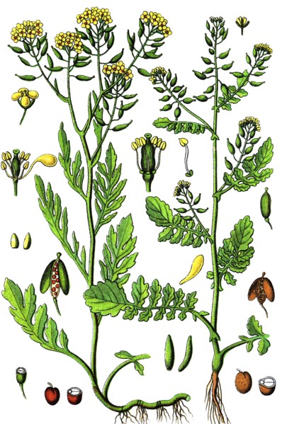 Golden-tuft alyssum