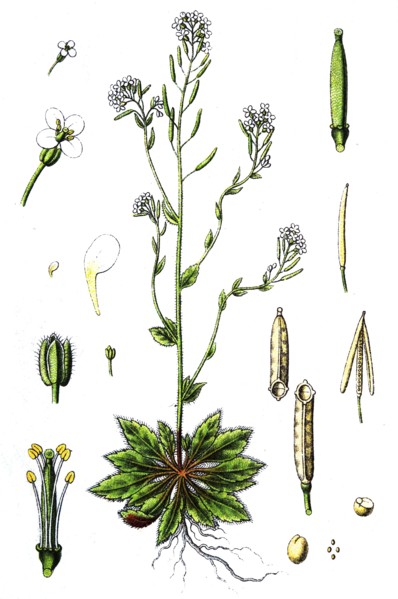 Mouse-ear cress or arabidopsis