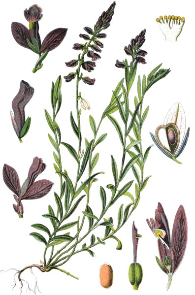 Common milkwort