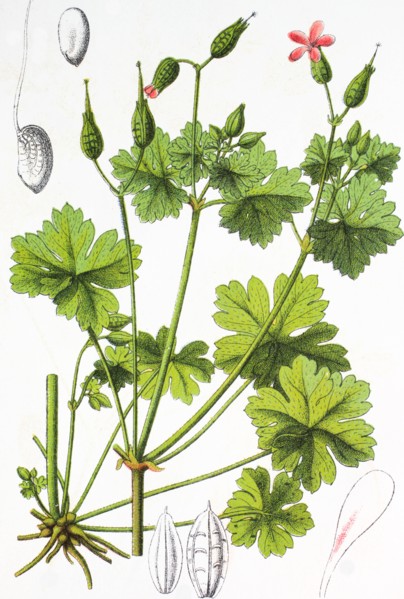 Shining cranesbill or shining geranium