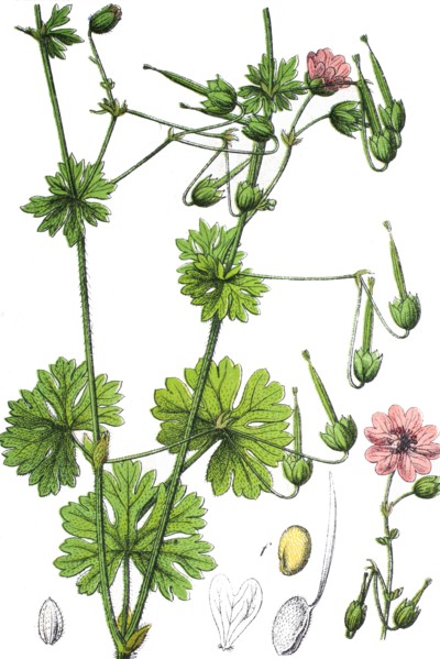 Hedgerow crane's-bill