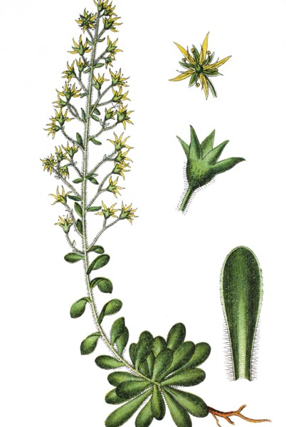 Saxifraga mutata