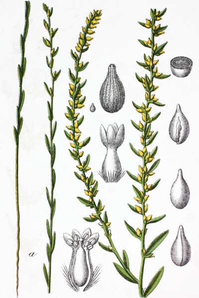 Spurge flax