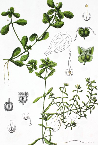 Pond water starwort