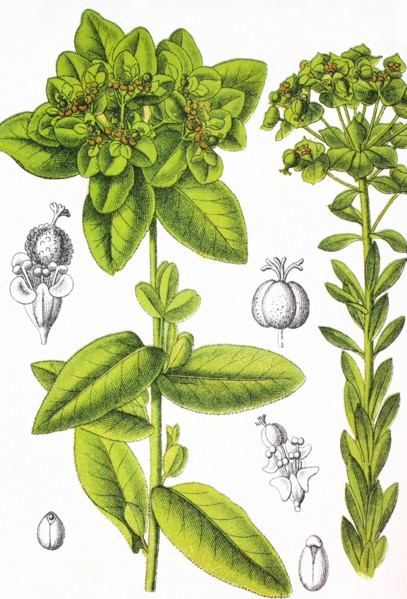 Euphorbia verrucosa