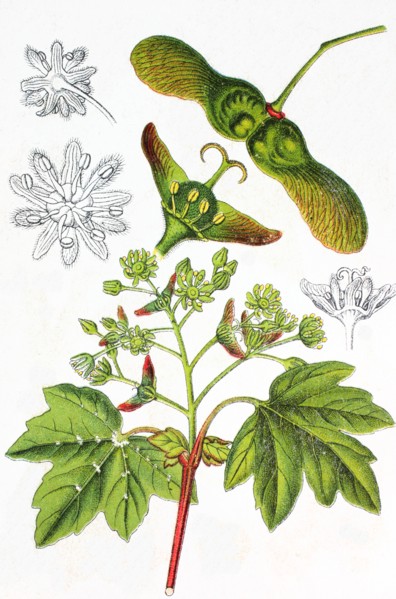 Field maple