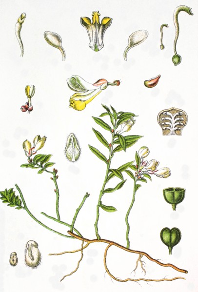 Shrubby milkwort