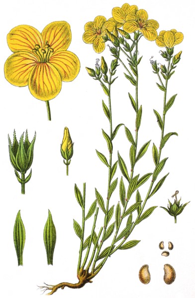 Flax or linseed