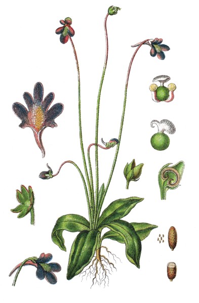 Common butterwort