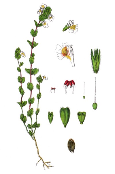 An eyebright