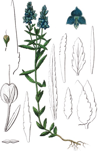 Saw-leaved speedwell