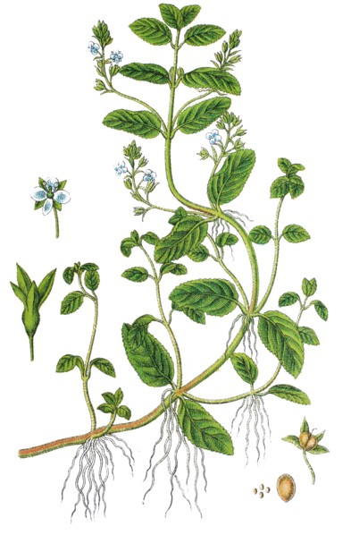 Brooklime