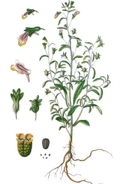 Small toadflax