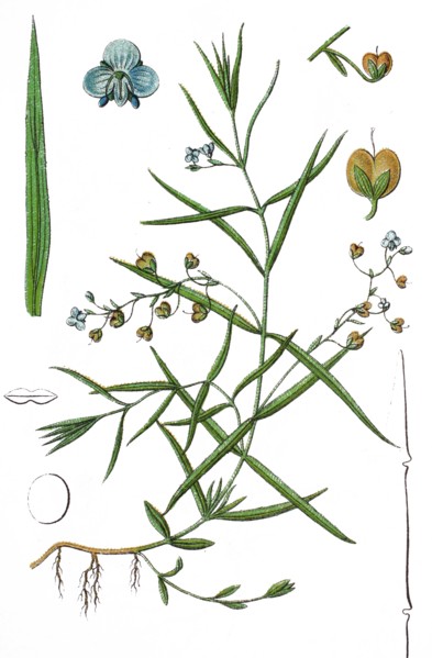 Marsh speedwell