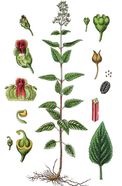 Woodland figwort