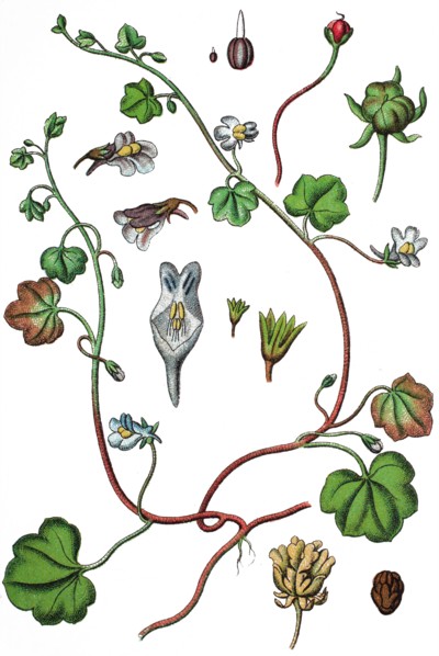 Ivy-leaved toadflax