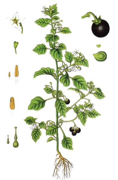 European black nightshade
