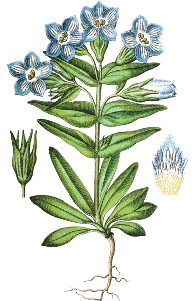 Field gentian