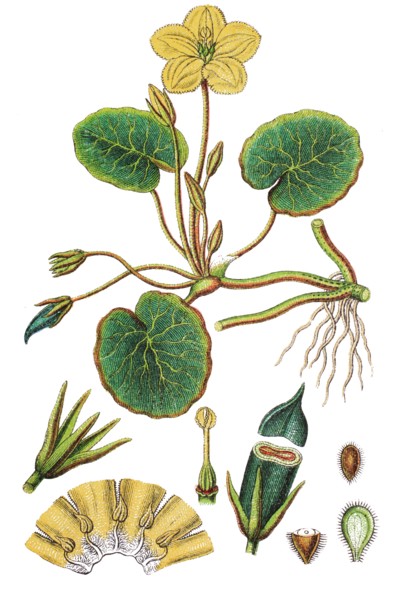 Fringed water-lily