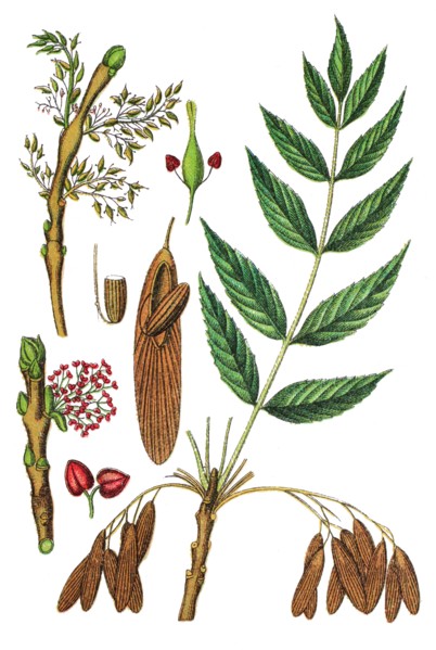 European ash