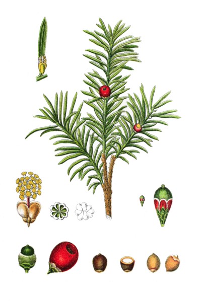 English yew