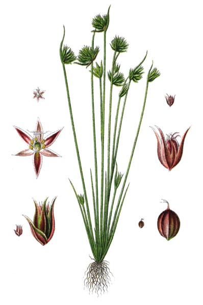 Leafybract dwarf rush