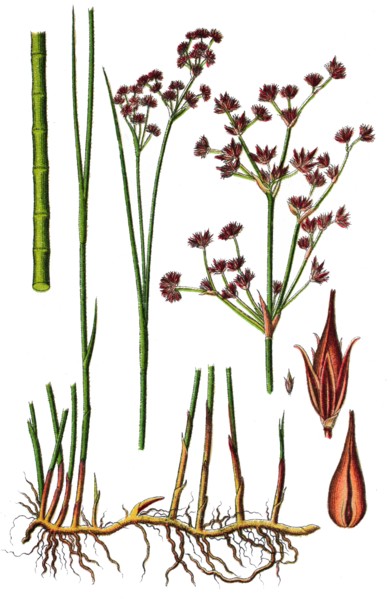 Sharp-flowered rush