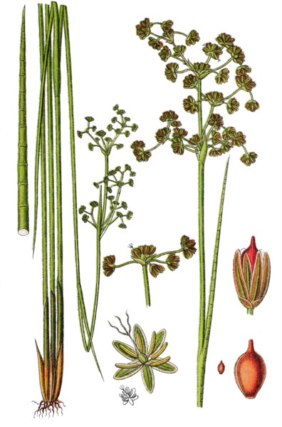 Blunt-flowered rush