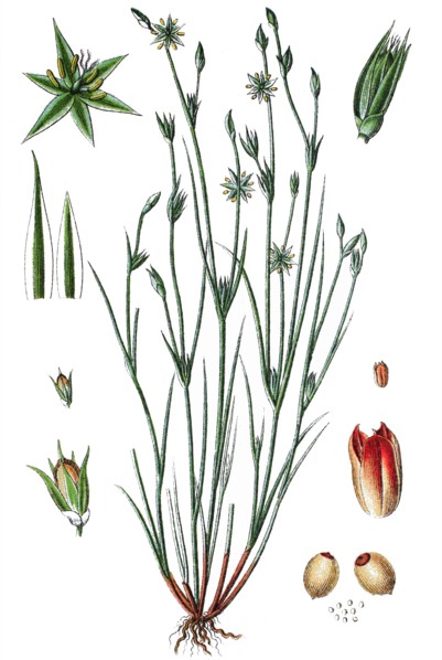 Toad rush