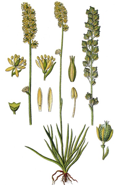 Alpine asphodel