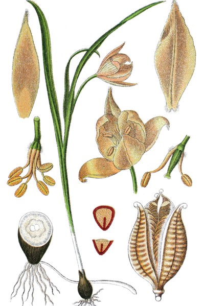 Wild yellow tulip