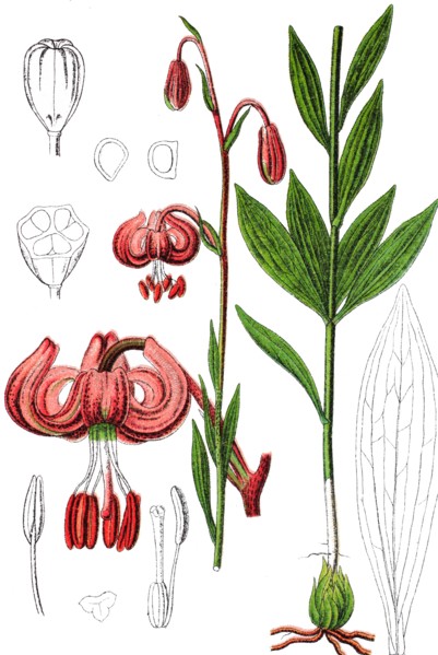 Turk's cap lily