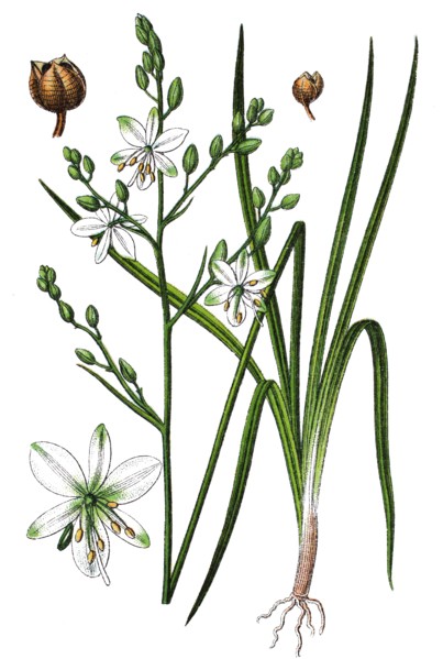 Anthericum ramosum
