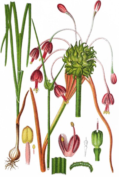Keeled garlic