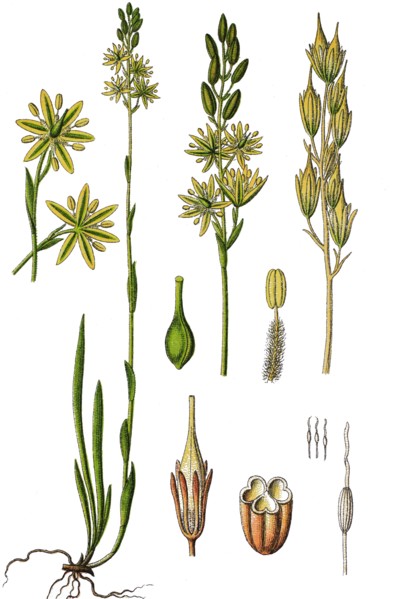 Bogasphodel