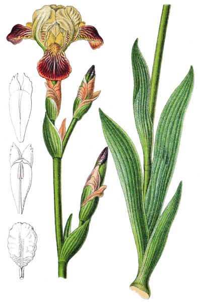 Iris squalens
