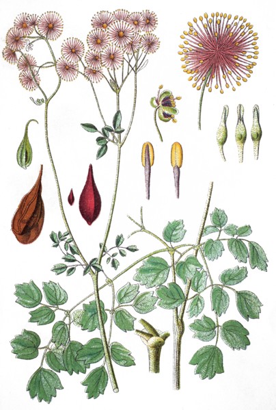 Greater meadow-rue