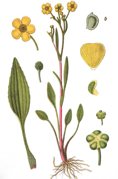 Banewort