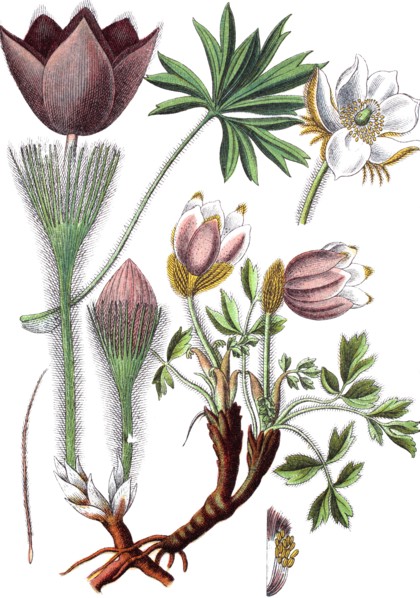 Pasqueflower,