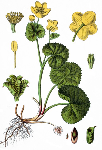 Marsh marigold