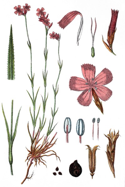 Carthusian pink